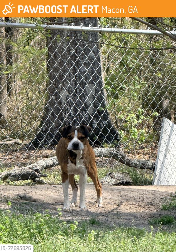 Found/Stray Male Dog last seen Thomaston rd , Macon, GA 31220