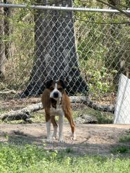 Found/Stray Male Dog last seen Thomaston rd , Macon, GA 31220