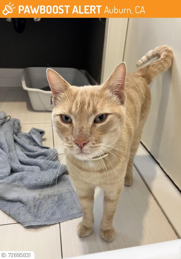 Found/Stray Unknown Cat last seen Freeway onramp , Auburn, CA 95603