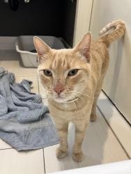 Found/Stray Unknown Cat last seen Freeway onramp , Auburn, CA 95603