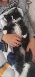 Lost Female Cat last seen Interstate 15 north , Payson, UT 84651