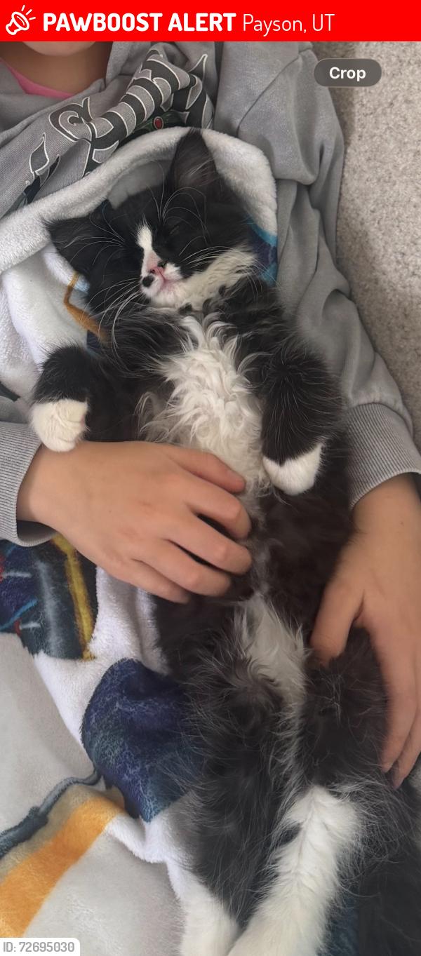 Lost Female Cat last seen Interstate 15 north , Payson, UT 84651