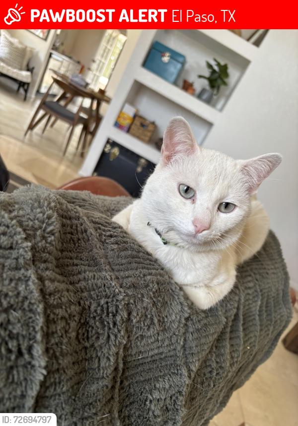 Lost Male Cat last seen Nolan richardson, oak abbey, crown royal, El Paso, TX 79936