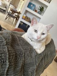 Lost Male Cat last seen Nolan richardson, oak abbey, crown royal, El Paso, TX 79936