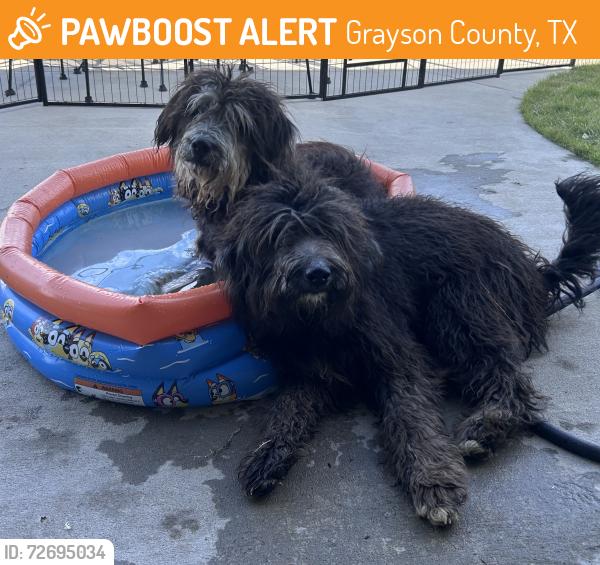 Found/Stray Unknown Dog last seen Stiff Chapel Rd & Grayson Pkwy, Grayson County, TX 76258
