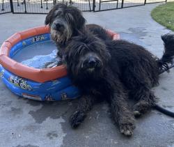 Found/Stray Unknown Dog last seen Stiff Chapel Rd & Grayson Pkwy, Grayson County, TX 76258