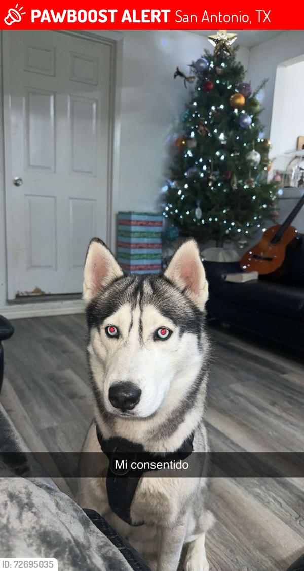 Lost Male Dog last seen Crossroad  and west av , San Antonio, TX 78213
