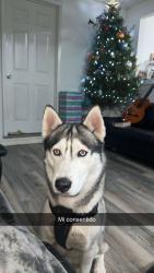 Lost Male Dog last seen Crossroad  and west av , San Antonio, TX 78213