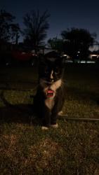 Found/Stray Female Cat last seen Sanford Dr, Bakersfield, CA 93308, Bakersfield, CA 93308