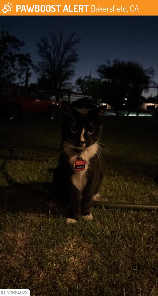Found/Stray Female Cat last seen Sanford Dr, Bakersfield, CA 93308, Bakersfield, CA 93308