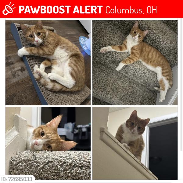Lost Male Cat last seen Near and Cleveland Ave by Fujiyama restaurant, Columbus, OH 43231