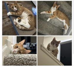 Lost Male Cat last seen Near and Cleveland Ave by Fujiyama restaurant, Columbus, OH 43231