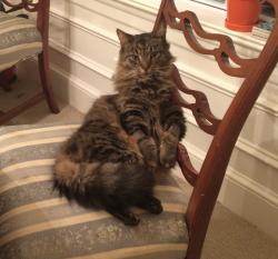 Lost Male Cat last seen Intersection of England and Holland Roads, Fuquay-Varina, NC 27526