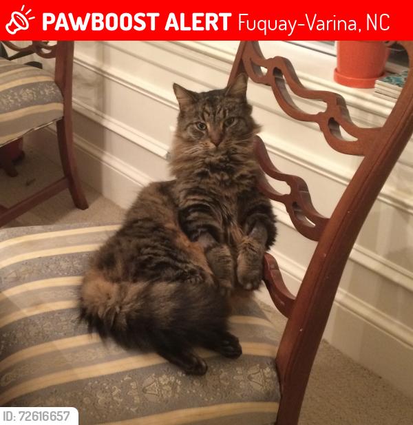 Lost Male Cat last seen Intersection of England and Holland Roads, Fuquay-Varina, NC 27526