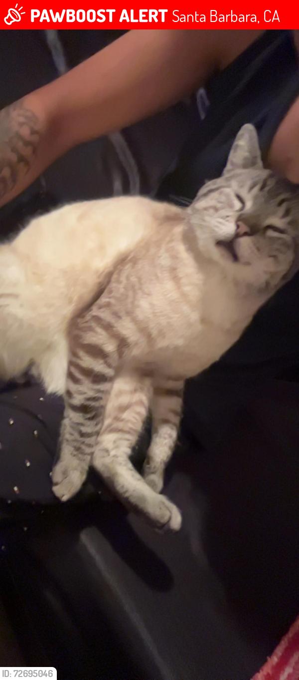 Lost Male Cat last seen Hollister Ave Goleta, CA  93117 United States, Santa Barbara, CA 93117