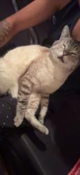 Lost Male Cat last seen Hollister Ave Goleta, CA  93117 United States, Santa Barbara, CA 93117