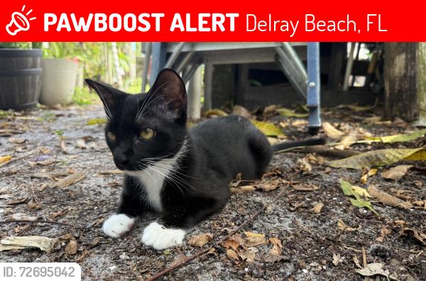 Lost Female Cat last seen Palm ridge blvd , Delray Beach, FL 33484