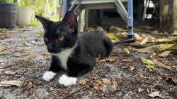 Lost Female Cat last seen Palm ridge blvd , Delray Beach, FL 33484