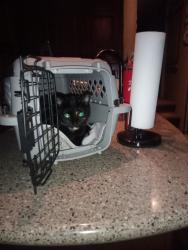 Lost Female Cat last seen Dozer Lane and Franklin Rd , Thonotosassa, FL 33592