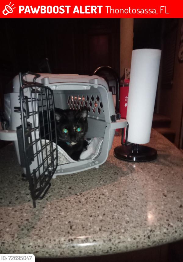 Lost Female Cat last seen Dozer Lane and Franklin Rd , Thonotosassa, FL 33592