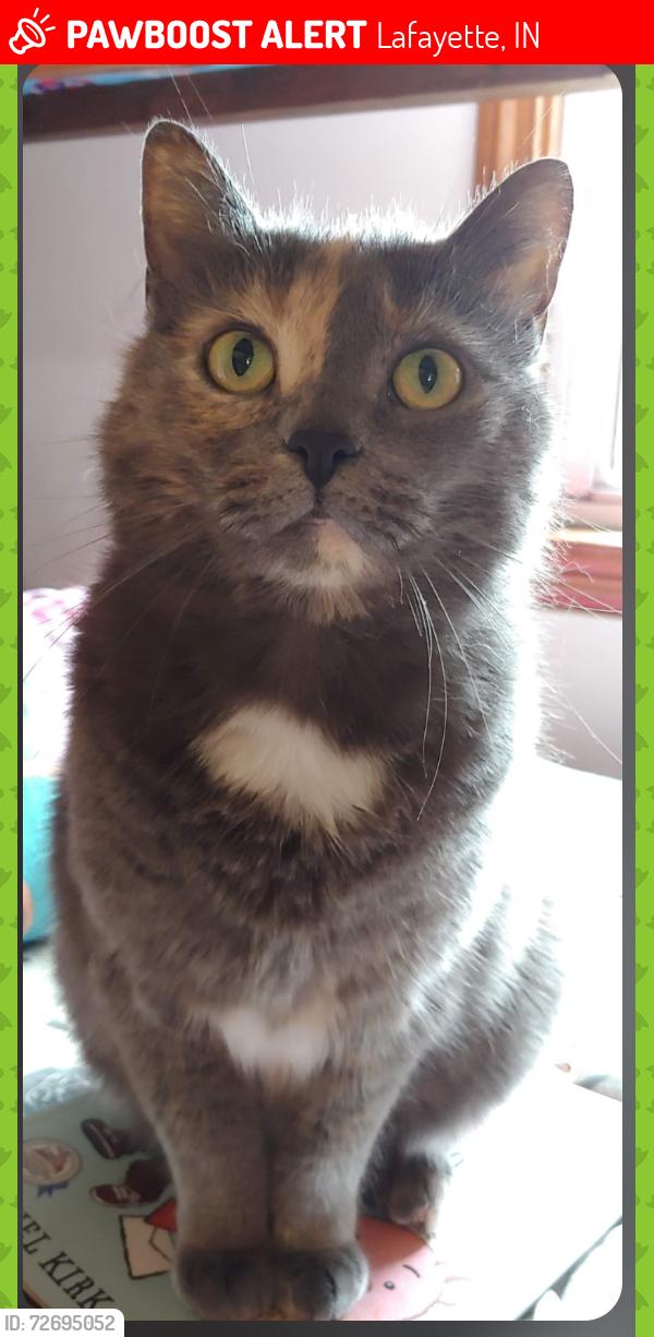 Lost Female Cat last seen Idk, Lafayette, IN 47905