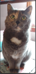Lost Female Cat last seen Idk, Lafayette, IN 47905