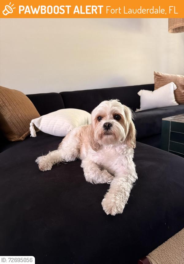 Found/Stray Female Dog last seen Ne 32nd street, Fort Lauderdale, FL 33308