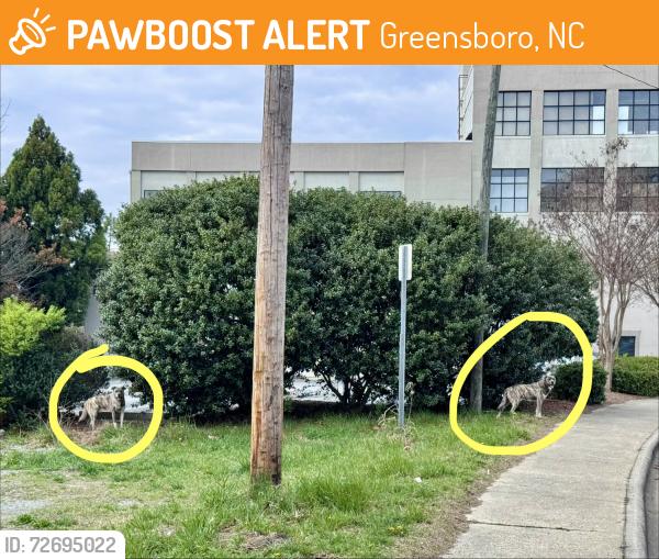 Found/Stray Unknown Dog last seen Near Spring Garden, near Eugene St overpass, Greensboro, NC 27401