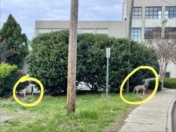 Found/Stray Unknown Dog last seen Near Spring Garden, near Eugene St overpass, Greensboro, NC 27401