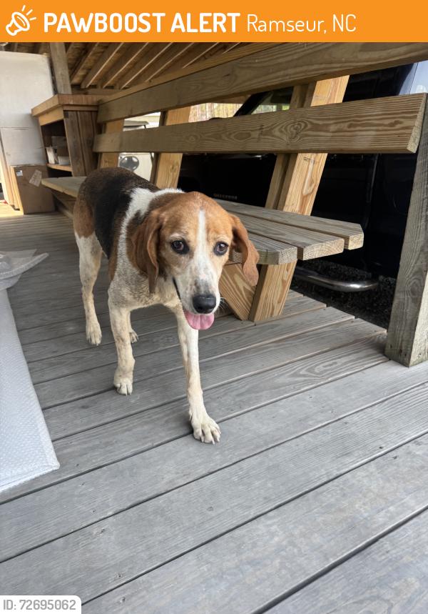 Found/Stray Female Dog last seen Culpeper Wood Preservers, Ramseur, NC 27316