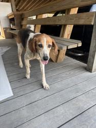 Found/Stray Female Dog last seen Culpeper Wood Preservers, Ramseur, NC 27316