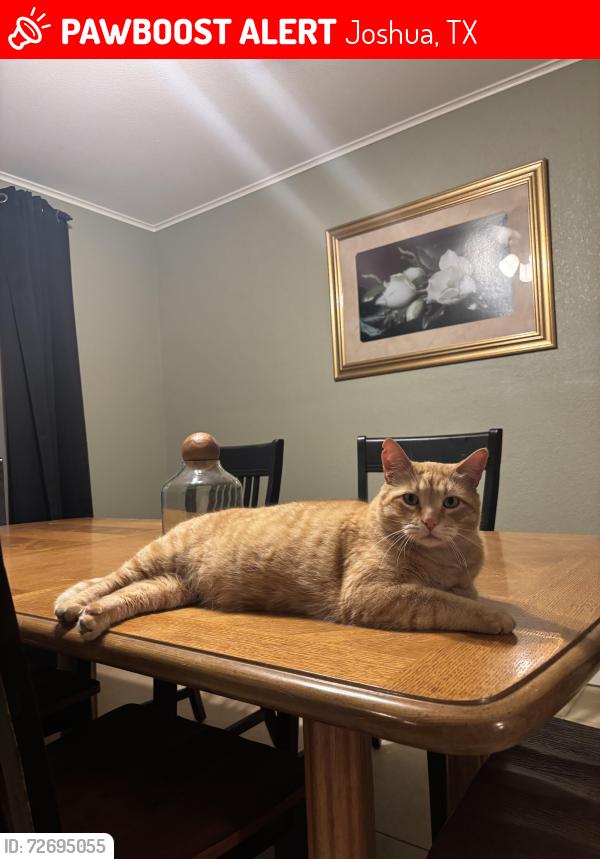 Lost Male Cat last seen Trailwood Dr, Joshua, TX 76058