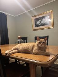 Lost Male Cat last seen Trailwood Dr, Joshua, TX 76058