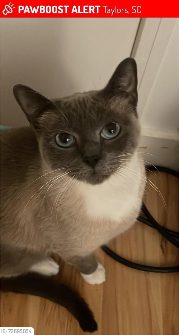 Lost Female Cat last seen Trent Dr Taylors, SC  29687 United States, Taylors, SC 29687