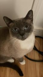 Lost Female Cat last seen Trent Dr Taylors, SC  29687 United States, Taylors, SC 29687