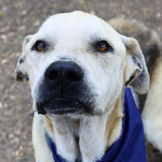 Shelter Stray Male Dog last seen Near BLOCK W KINGS HWY, San Antonio, TX 78227