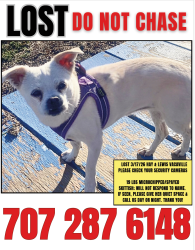 Lost Female Dog last seen Meridian and Fry roads, Vacaville, CA 95687