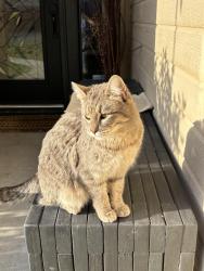 Found/Stray Female Cat last seen Crimson Place, Boise, ID 83703