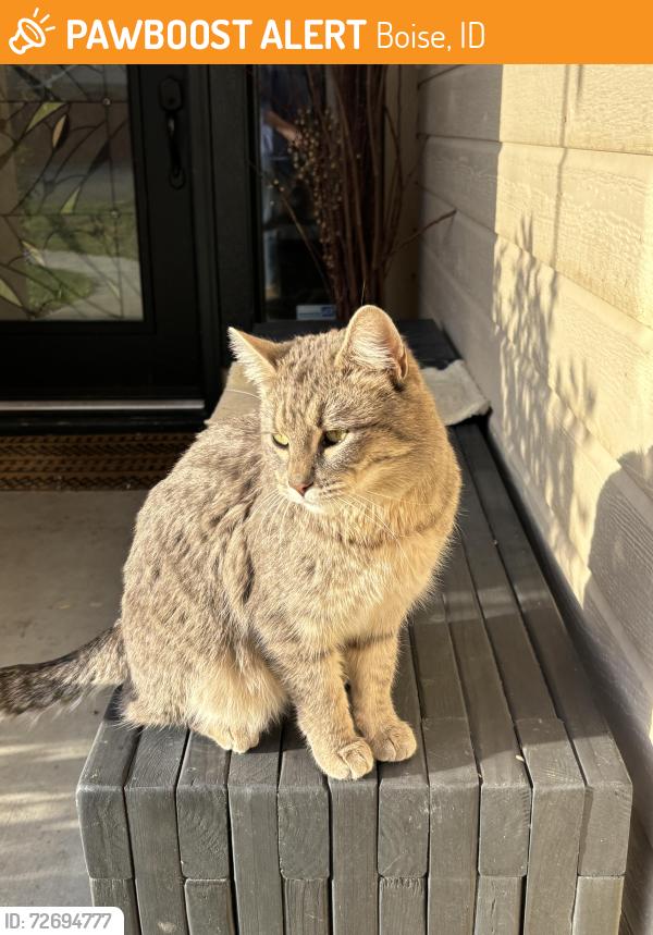 Found/Stray Female Cat last seen Crimson Place, Boise, ID 83703