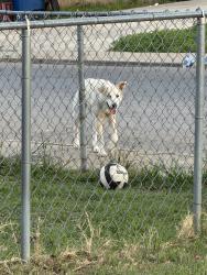 Found/Stray Male Dog last seen Intersection of Vilbig and Dennison St , Dallas, TX 75212