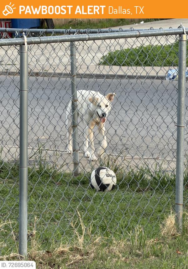 Found/Stray Male Dog last seen Intersection of Vilbig and Dennison St , Dallas, TX 75212