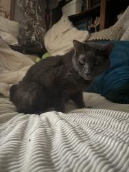 Lost Female Cat last seen Near Dove Way Circle and Pheasant Run in the cascades, Clinton, MS 39056