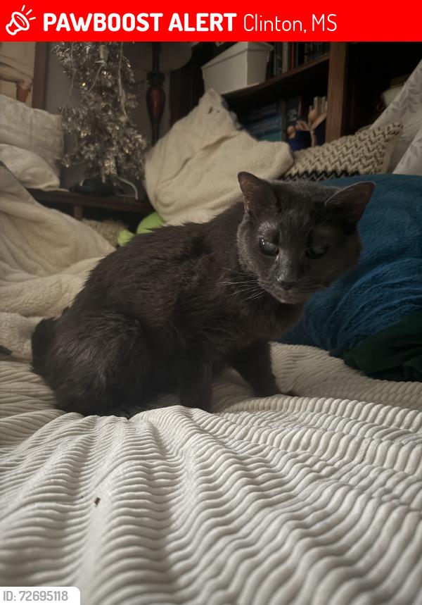 Lost Female Cat last seen Near Dove Way Circle and Pheasant Run in the cascades, Clinton, MS 39056