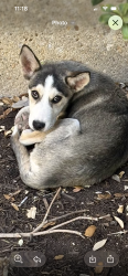 Found/Stray Female Dog last seen Staples and oilfield industrial laying next to the building , San Antonio, TX 78219