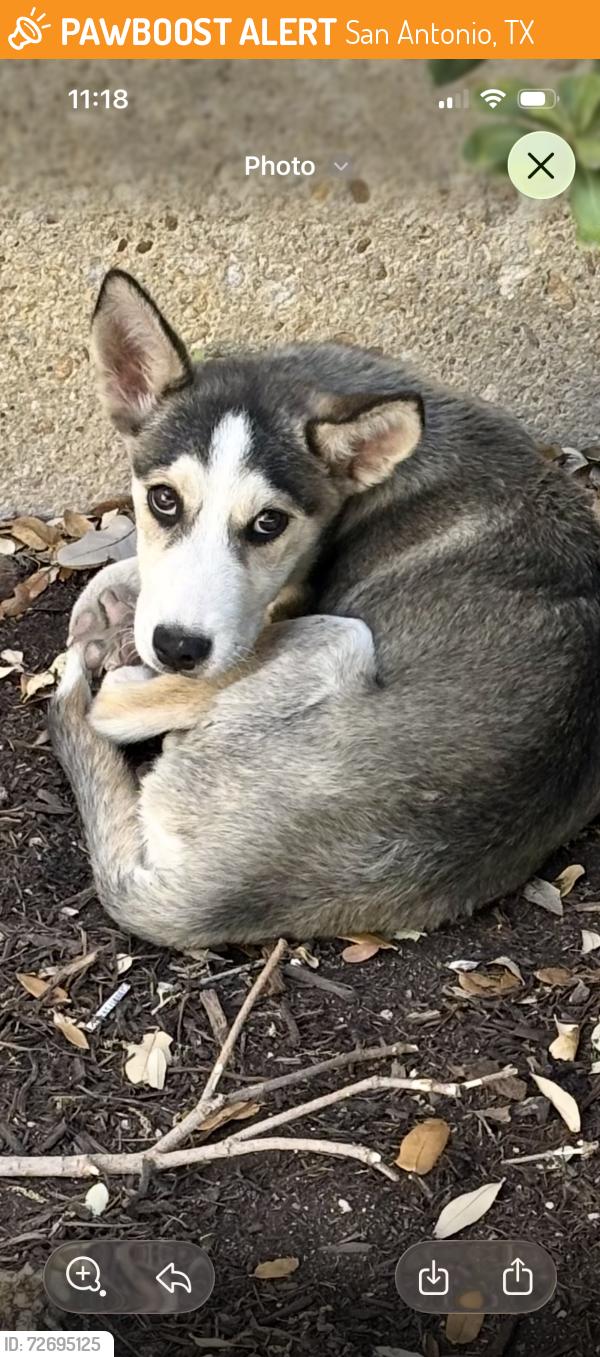 Found/Stray Female Dog last seen Staples and oilfield industrial laying next to the building , San Antonio, TX 78219