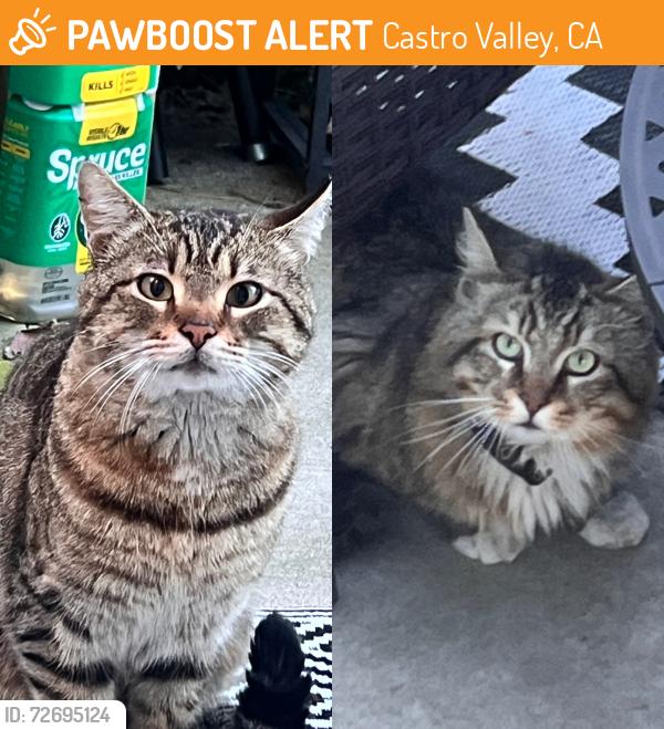 Found/Stray Unknown Cat last seen Chester st and cv blvd , Castro Valley, CA 94546