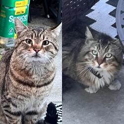 Found/Stray Unknown Cat last seen Chester st and cv blvd , Castro Valley, CA 94546