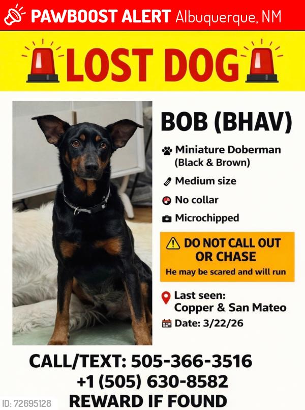 Lost Male Dog last seen Crunch Fitness, Albuquerque, NM 87110