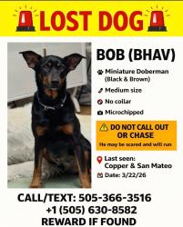 Lost Male Dog last seen Crunch Fitness, Albuquerque, NM 87110