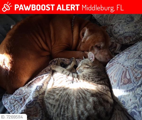 Lost Male Cat last seen Cosmos/Firewood near corner, Middleburg, FL 32068